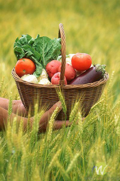 Harvest Medley: Sunrise Orchard Fruit Selection